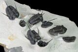Cyphaspis Walteri & Kayserops Trilobite Cluster - Mrakib, Morocco #168395-9